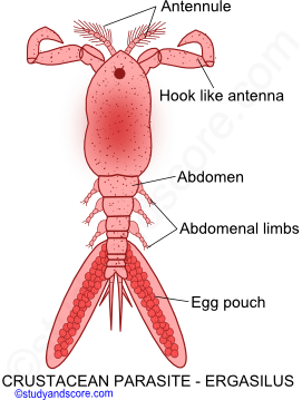 Parasitism in Crustaceae, crustacean parasites, parasitic crustaceans, copepod parasites, Isopoda parasites, cirripidea parasites, Branchiura parasites